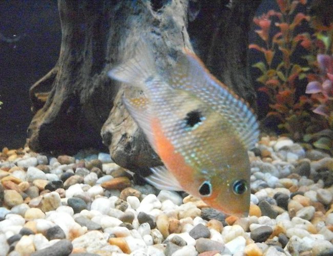 freshwater fish - thorichthys meeki - firemouth cichlid stocking in 55 gallons tank - Firemouth Cichlid he's young but really starting to show his colors. freshwater fish - thorichthys meeki - firemouth cichlid stocking in 55 gallons tank - Firemouth Cichlid he's young but really starting to show his colors.