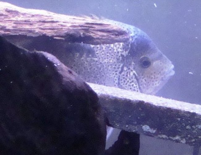freshwater fish - vieja argentea - white cichlid stocking in 55 gallons tank - Vieja argentea peekin out freshwater fish - vieja argentea - white cichlid stocking in 55 gallons tank - Vieja argentea peekin out