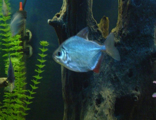 freshwater fish - metynnis argenteus - silver dollar stocking in 55 gallons tank - Silver Dollars freshwater fish - metynnis argenteus - silver dollar stocking in 55 gallons tank - Silver Dollars