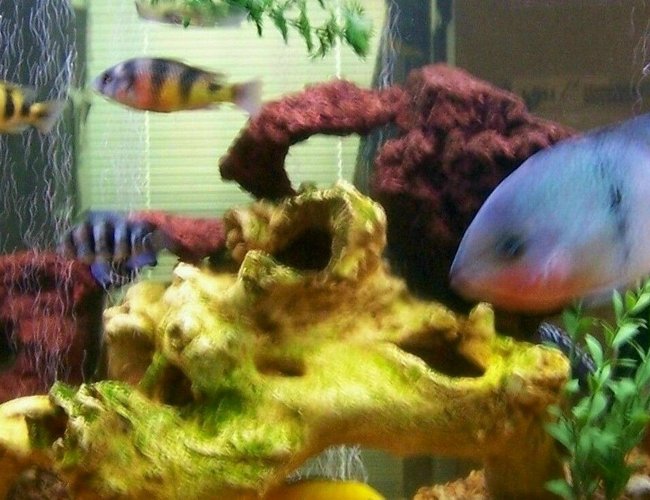 freshwater fish - haplochromis sp. 44 - haplochromis obliquidens stocking in 30 gallons tank - A portion of our 55 gallon cichlid tank freshwater fish - haplochromis sp. 44 - haplochromis obliquidens stocking in 30 gallons tank - A portion of our 55 gallon cichlid tank