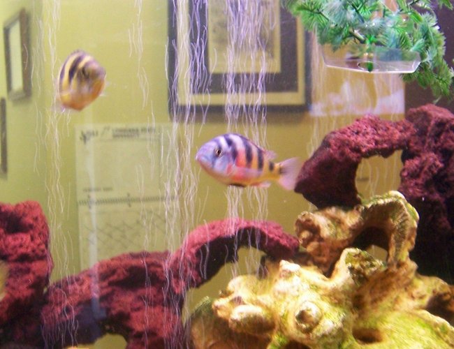freshwater fish - haplochromis sp. 44 - haplochromis obliquidens stocking in 30 gallons tank - our breeding pair of obliquidens freshwater fish - haplochromis sp. 44 - haplochromis obliquidens stocking in 30 gallons tank - our breeding pair of obliquidens