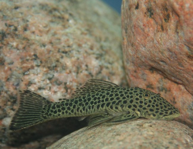 freshwater fish - parancistrus aurantiacus - rubber pleco (l-56) stocking in 150 gallons tank - Rubber Lip Pleco freshwater fish - parancistrus aurantiacus - rubber pleco (l-56) stocking in 150 gallons tank - Rubber Lip Pleco