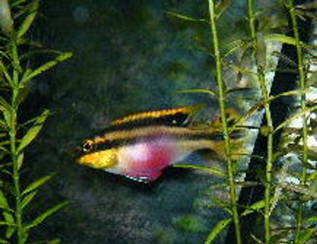 freshwater fish - pelvicachromis pulcher - kribensis cichlid stocking in 55 gallons tank - female kribensis freshwater fish - pelvicachromis pulcher - kribensis cichlid stocking in 55 gallons tank - female kribensis