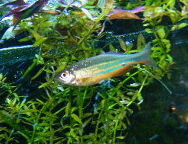 freshwater fish - danio rerio - zebra danio stocking in 55 gallons tank - male giant danio freshwater fish - danio rerio - zebra danio stocking in 55 gallons tank - male giant danio