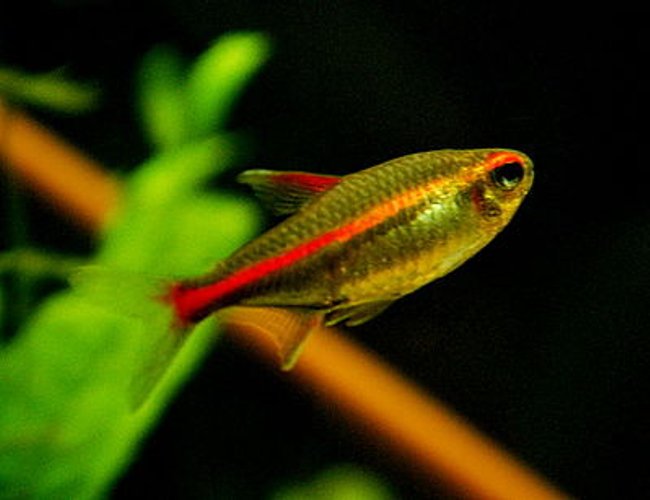freshwater fish - hemigrammus erythrozonus - glowlight tetra stocking in 55 gallons tank - Glowlight Tetra - Hemigrammus Erythrozonus freshwater fish - hemigrammus erythrozonus - glowlight tetra stocking in 55 gallons tank - Glowlight Tetra - Hemigrammus Erythrozonus