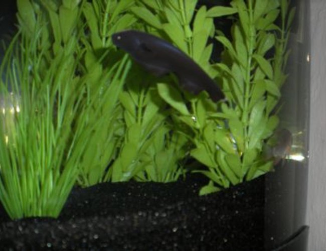 freshwater fish - apteronotus albifrons - black ghost knife fish stocking in 26 gallons tank - Black Ghost Knife freshwater fish - apteronotus albifrons - black ghost knife fish stocking in 26 gallons tank - Black Ghost Knife