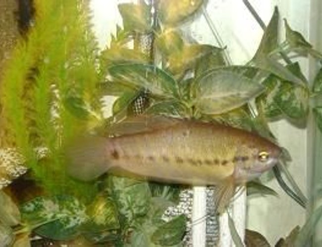 freshwater fish - trichogaster pectoralis - snakeskin gourami stocking in 55 gallons tank - 8" snakeskin gourami freshwater fish - trichogaster pectoralis - snakeskin gourami stocking in 55 gallons tank - 8" snakeskin gourami