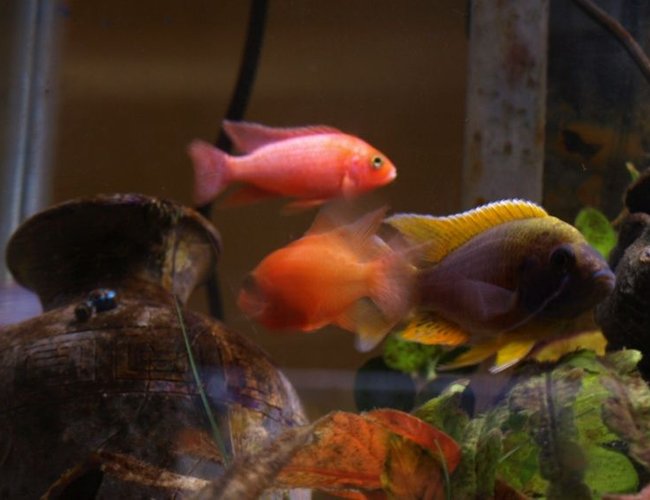 freshwater fish - aulonocara sp. - strawberry peacock cichlid stocking in 65 gallons tank - Ciclids in my 29 Gallon Breeder Tank freshwater fish - aulonocara sp. - strawberry peacock cichlid stocking in 65 gallons tank - Ciclids in my 29 Gallon Breeder Tank