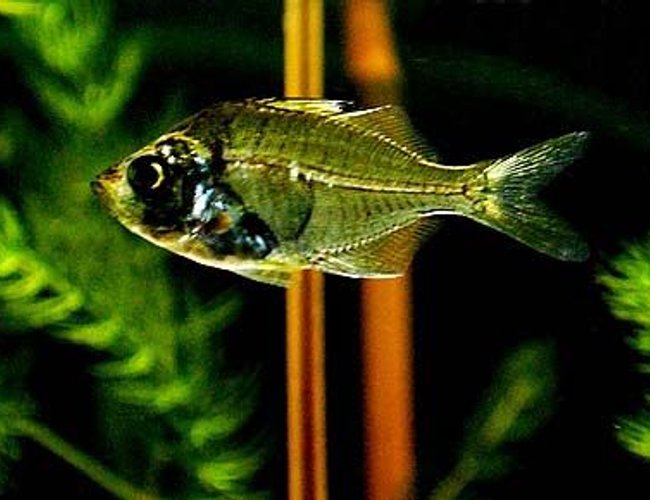 freshwater fish - parambassis ranga - indian glassfish stocking in 55 gallons tank - Indian Glass Fish - Chanda Ranga freshwater fish - parambassis ranga - indian glassfish stocking in 55 gallons tank - Indian Glass Fish - Chanda Ranga