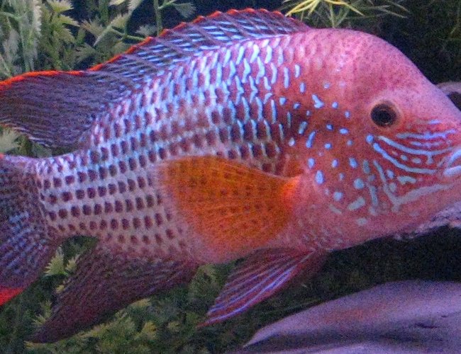 freshwater fish - aequidens rivulatus - green terror stocking in 90 gallons tank - King of the Jungle 7" freshwater fish - aequidens rivulatus - green terror stocking in 90 gallons tank - King of the Jungle 7"