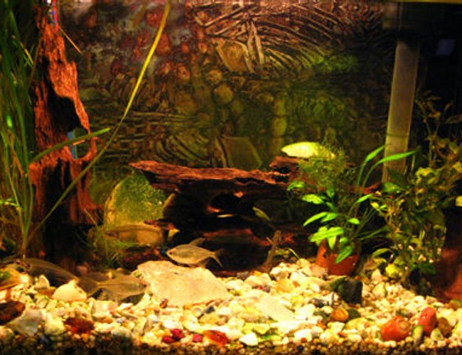freshwater fish - kryptopterus bicirrhis - ghost glass cat stocking in 10 gallons tank - my little tank. freshwater fish - kryptopterus bicirrhis - ghost glass cat stocking in 10 gallons tank - my little tank.