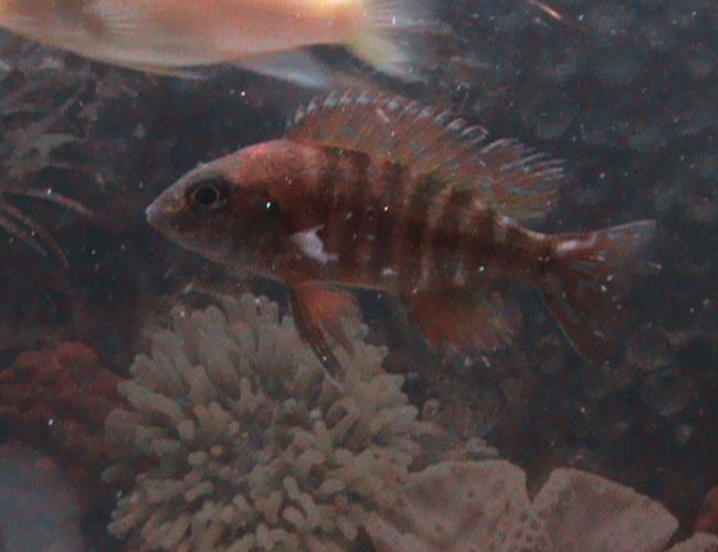 freshwater fish - aulonocara rubescens - ruby red peacock stocking in 37 gallons tank - This is my peacock, FLY GUY! freshwater fish - aulonocara rubescens - ruby red peacock stocking in 37 gallons tank - This is my peacock, FLY GUY!