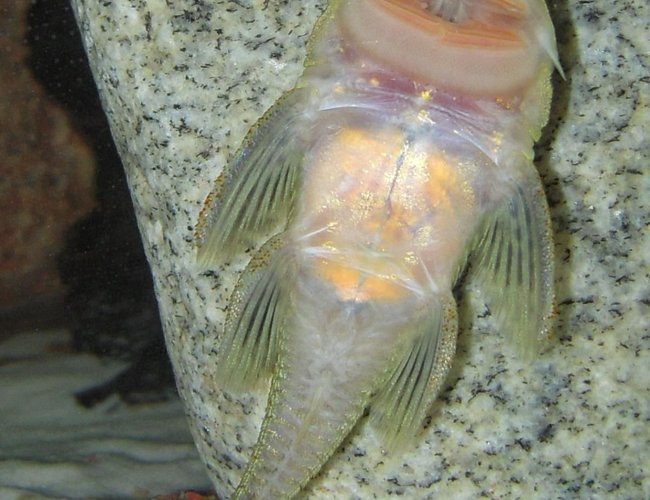 freshwater fish - chaetostoma milesi - rubbernose pleco (l187) stocking in 150 gallons tank - Rubber Nose Pleco freshwater fish - chaetostoma milesi - rubbernose pleco (l187) stocking in 150 gallons tank - Rubber Nose Pleco