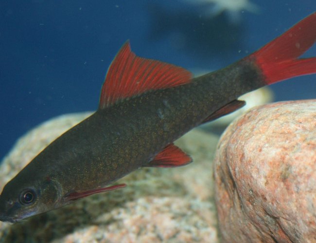 freshwater fish - epalzeorhynchos frenatus - rainbow shark stocking in 150 gallons tank - Epalzeorhynchos Frenatus freshwater fish - epalzeorhynchos frenatus - rainbow shark stocking in 150 gallons tank - Epalzeorhynchos Frenatus