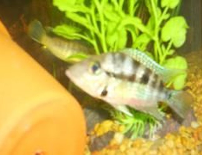 freshwater fish - thorichthys meeki - firemouth cichlid stocking in 29 gallons tank - firemouth freshwater fish - thorichthys meeki - firemouth cichlid stocking in 29 gallons tank - firemouth