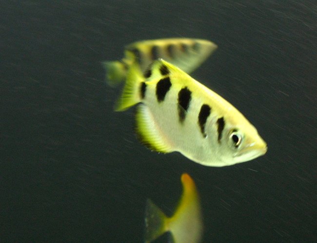 freshwater fish - toxotes jaculatrix - archer fish stocking in 75 gallons tank - Archer Fish freshwater fish - toxotes jaculatrix - archer fish stocking in 75 gallons tank - Archer Fish