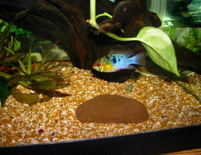 freshwater fish - papiliochromis ramirezi - german blue ram stocking in 55 gallons tank - german blue ram freshwater fish - papiliochromis ramirezi - german blue ram stocking in 55 gallons tank - german blue ram