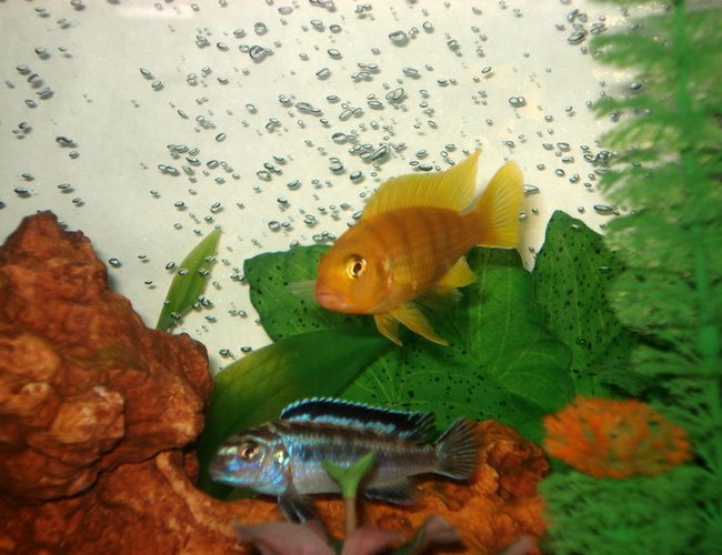 freshwater fish - labidochromis caeruleus - electric yellow cichlid stocking in 46 gallons tank - The yellow guy is the bully of the tank. Just found out that these two are new parents! The dad is the Yellow guy. freshwater fish - labidochromis caeruleus - electric yellow cichlid stocking in 46 gallons tank - The yellow guy is the bully of the tank. Just found out that these two are new parents! The dad is the Yellow guy.