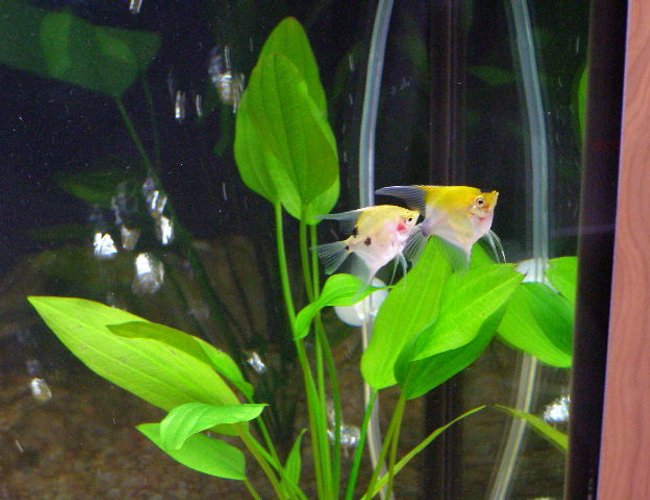 freshwater fish - pterophyllum sp. - koi angel stocking in 55 gallons tank - A pair of Koi Angel Fish freshwater fish - pterophyllum sp. - koi angel stocking in 55 gallons tank - A pair of Koi Angel Fish