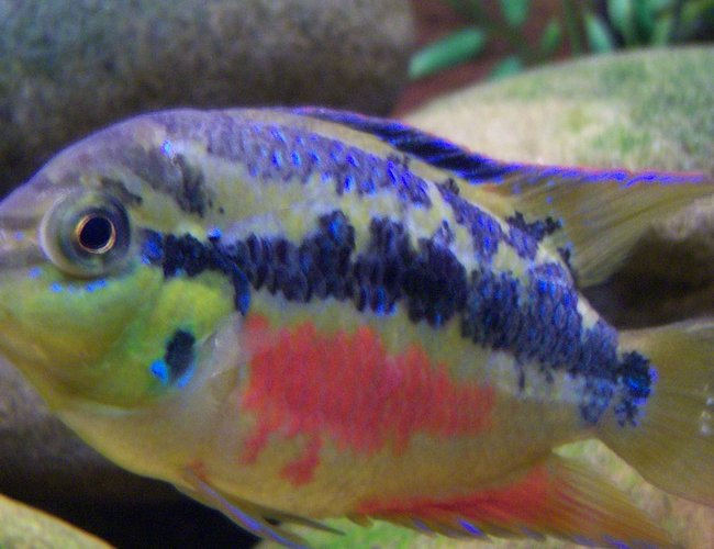 freshwater fish - nandopsis salvini - salvini cichlid stocking in 150 gallons tank - 3 inch Salvini Cichlid freshwater fish - nandopsis salvini - salvini cichlid stocking in 150 gallons tank - 3 inch Salvini Cichlid