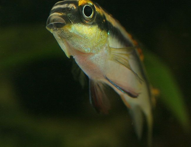 freshwater fish - pelvicachromis pulcher - albino kribensis cichlid stocking in 45 gallons tank - Kribensis freshwater fish - pelvicachromis pulcher - albino kribensis cichlid stocking in 45 gallons tank - Kribensis