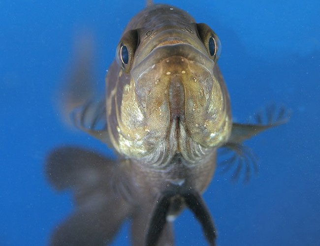 freshwater fish - parachromis managuensis - jaguar cichlid stocking in 45 gallons tank - Jaguar freshwater fish - parachromis managuensis - jaguar cichlid stocking in 45 gallons tank - Jaguar