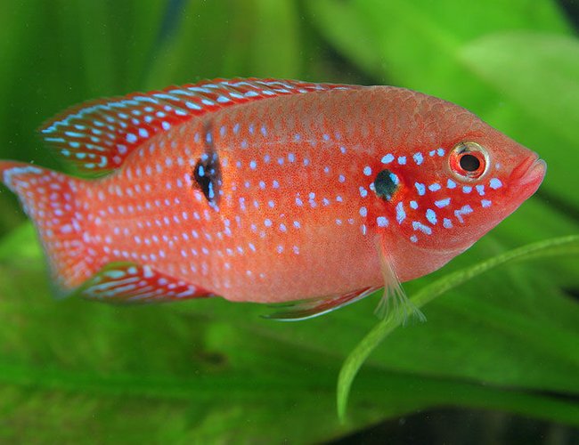 freshwater fish - hemichromis bimaculatus - jewel cichlid stocking in 45 gallons tank - Jewel Cichlid freshwater fish - hemichromis bimaculatus - jewel cichlid stocking in 45 gallons tank - Jewel Cichlid