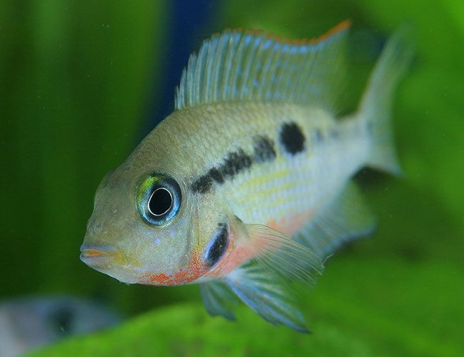 freshwater fish - thorichthys meeki - firemouth cichlid stocking in 45 gallons tank - Firemouth Cichlid freshwater fish - thorichthys meeki - firemouth cichlid stocking in 45 gallons tank - Firemouth Cichlid