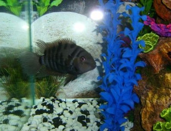 freshwater fish - archocentrus nigrofasciatus - black convict cichlid stocking in 30 gallons tank - My buddy. The Convict Cichlid. freshwater fish - archocentrus nigrofasciatus - black convict cichlid stocking in 30 gallons tank - My buddy. The Convict Cichlid.