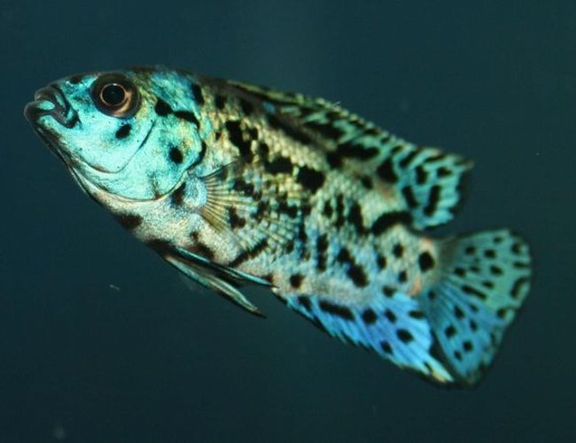 freshwater fish - nandopsis octofasciatum - electric blue jack dempsey stocking in 150 gallons tank - Electirc Blue Jack Dempsey (Juvenile) freshwater fish - nandopsis octofasciatum - electric blue jack dempsey stocking in 150 gallons tank - Electirc Blue Jack Dempsey (Juvenile)