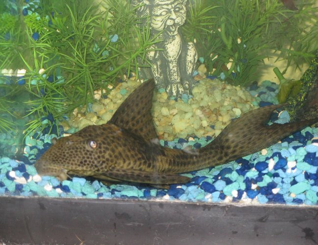 freshwater fish - glyptoperichthys gibbiceps - sailfin pleco (l-83) stocking in 45 gallons tank - Plecto (sucker) freshwater fish - glyptoperichthys gibbiceps - sailfin pleco (l-83) stocking in 45 gallons tank - Plecto (sucker)