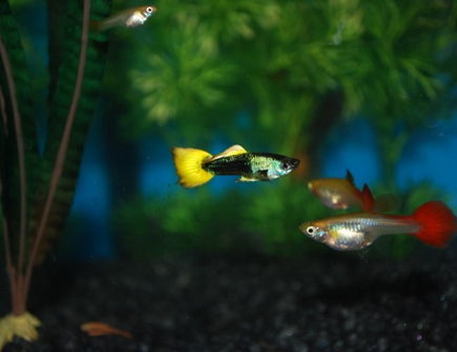 freshwater fish - poecilia reticulata - orange sunshine guppy stocking in 29 gallons tank - My First tank freshwater fish - poecilia reticulata - orange sunshine guppy stocking in 29 gallons tank - My First tank