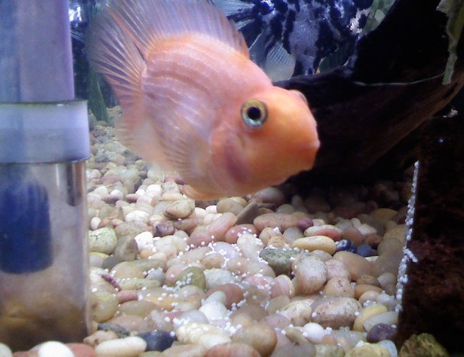 freshwater fish - heros severus x amphilophus citrinellum - blood parrot stocking in 46 gallons tank - My blood parrot just laid eggs, obviously there's no babies as I only have 1 blood parrot. freshwater fish - heros severus x amphilophus citrinellum - blood parrot stocking in 46 gallons tank - My blood parrot just laid eggs, obviously there's no babies as I only have 1 blood parrot.