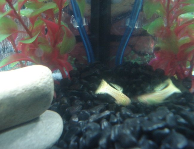freshwater fish - poecilia reticulata - lemon cobra guppy stocking in 10 gallons tank - Guppy #2 freshwater fish - poecilia reticulata - lemon cobra guppy stocking in 10 gallons tank - Guppy #2