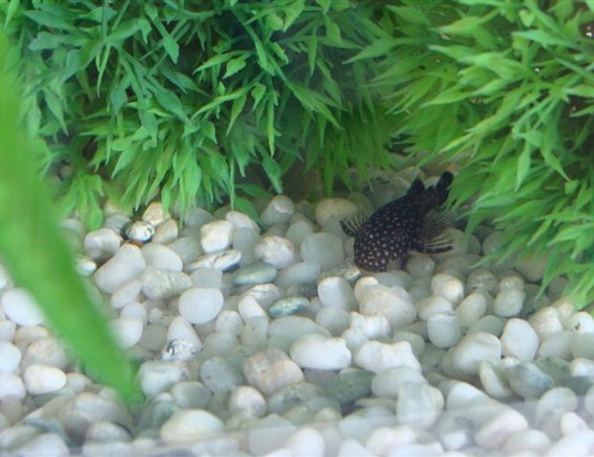 freshwater fish - ancistrus sp. - bristle-nose catfish stocking in 10 gallons tank - This is one of my two Bristle Nosed Catfish freshwater fish - ancistrus sp. - bristle-nose catfish stocking in 10 gallons tank - This is one of my two Bristle Nosed Catfish