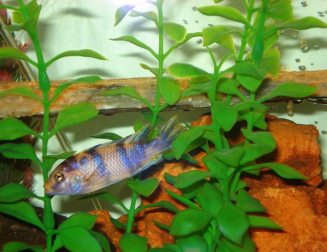 freshwater fish - maylandia zebra - blueberry stocking in 46 gallons tank - Blue-Berry freshwater fish - maylandia zebra - blueberry stocking in 46 gallons tank - Blue-Berry