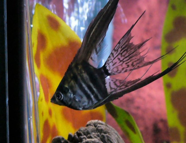 freshwater fish - pterophyllum sp. - black veil angel stocking in 80 gallons tank - One of my Angels freshwater fish - pterophyllum sp. - black veil angel stocking in 80 gallons tank - One of my Angels