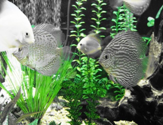 freshwater fish - symphysodon sp. - snakeskin discus stocking in 150 gallons tank - Discus freshwater fish - symphysodon sp. - snakeskin discus stocking in 150 gallons tank - Discus
