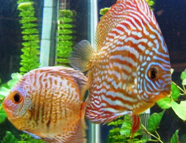 freshwater fish - symphysodon spp. - red turquoise discus stocking in 150 gallons tank - Green and Red Turquoise Discus freshwater fish - symphysodon spp. - red turquoise discus stocking in 150 gallons tank - Green and Red Turquoise Discus