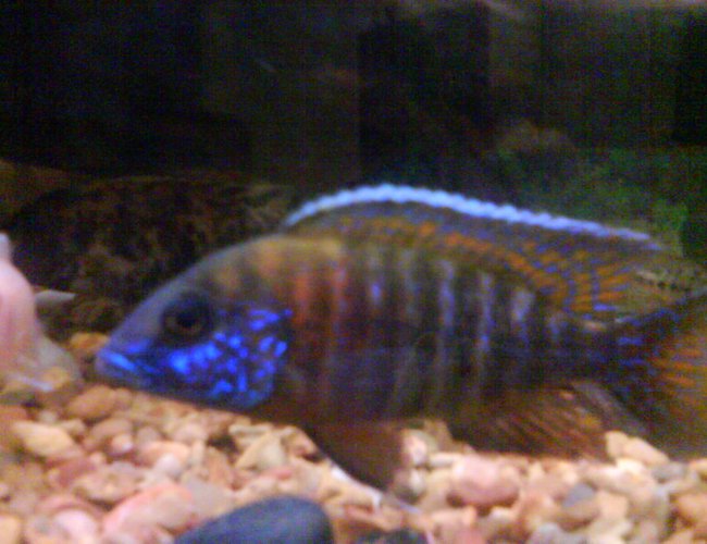 freshwater fish - aulonocara stuartgranti - peacock cichlid stocking in 36 gallons tank - peacock male freshwater fish - aulonocara stuartgranti - peacock cichlid stocking in 36 gallons tank - peacock male