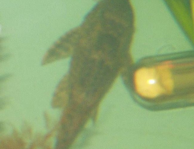 freshwater fish - glyptoperichthys gibbiceps - sailfin pleco (l-83) stocking in 240 gallons tank - my pleco approx 4inches long just losing his shyness freshwater fish - glyptoperichthys gibbiceps - sailfin pleco (l-83) stocking in 240 gallons tank - my pleco approx 4inches long just losing his shyness