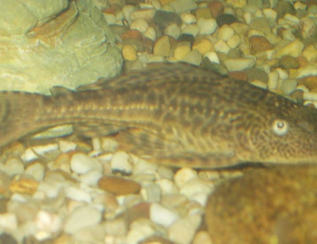 freshwater fish - glyptoperichthys gibbiceps - sailfin pleco (l-83) stocking in 240 gallons tank - my very shy pleco freshwater fish - glyptoperichthys gibbiceps - sailfin pleco (l-83) stocking in 240 gallons tank - my very shy pleco