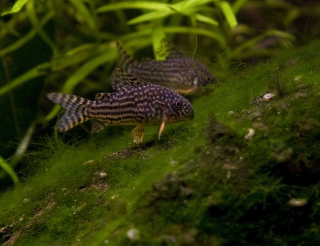 freshwater fish - corydoras sterbai - sterba's cory stocking in 50 gallons tank - Corydoras sterbai freshwater fish - corydoras sterbai - sterba's cory stocking in 50 gallons tank - Corydoras sterbai