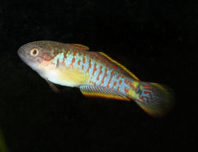 freshwater fish - tateurndina ocellicauda - peacock gudgeon stocking in 120 gallons tank - peacock goby freshwater fish - tateurndina ocellicauda - peacock gudgeon stocking in 120 gallons tank - peacock goby