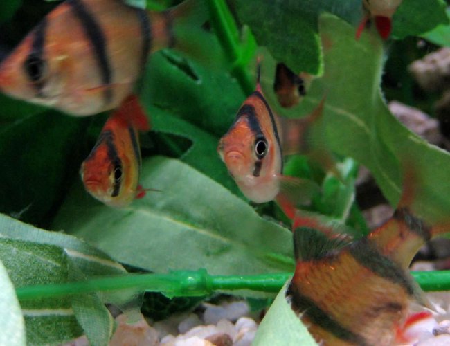 freshwater fish - puntius tetrazona - tiger barb stocking in 20 gallons tank - Picture of my tiger barbs. I think they are adorable! freshwater fish - puntius tetrazona - tiger barb stocking in 20 gallons tank - Picture of my tiger barbs. I think they are adorable!