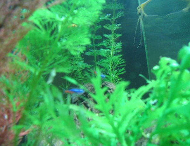 freshwater fish - paracheirodon innesi - neon tetra jumbo stocking in 5 gallons tank - plants and fish freshwater fish - paracheirodon innesi - neon tetra jumbo stocking in 5 gallons tank - plants and fish