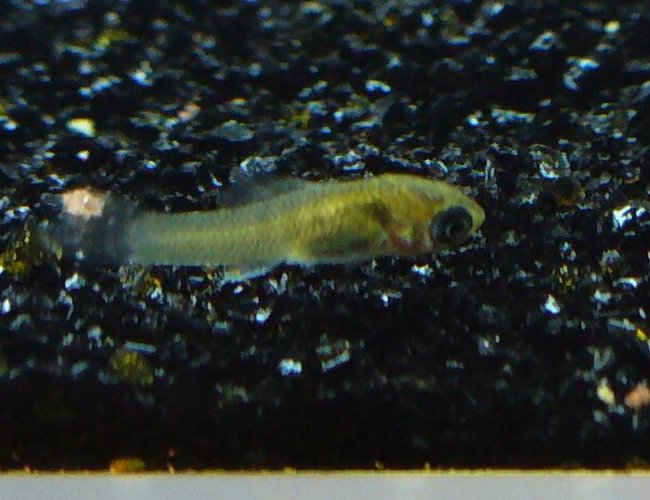 freshwater fish - poecilia latipinna stocking in 80 gallons tank - The newest addition to the tank! lol. Baby Molly... he's about 4 days old! freshwater fish - poecilia latipinna stocking in 80 gallons tank - The newest addition to the tank! lol. Baby Molly... he's about 4 days old!