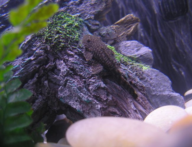 freshwater fish - ancistrus sp. - bushy nose pleco l-144 stocking in 36 gallons tank - Brushmouth Pleco freshwater fish - ancistrus sp. - bushy nose pleco l-144 stocking in 36 gallons tank - Brushmouth Pleco