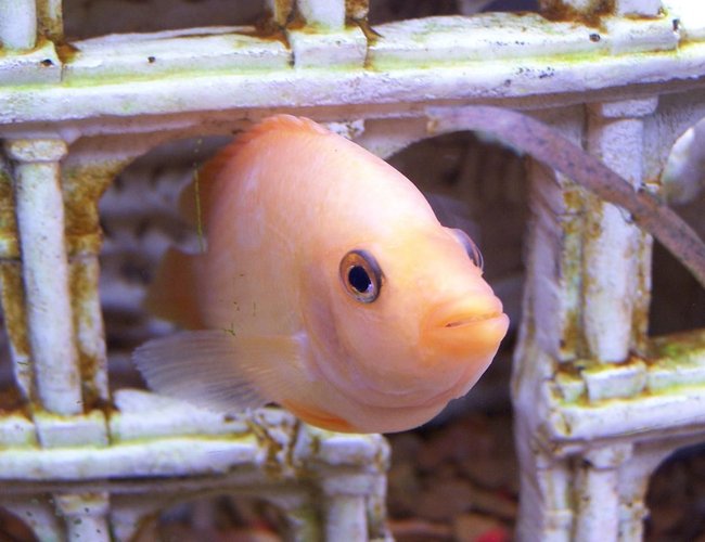 freshwater fish - amphilophus citrinellus - midas cichlid stocking in 55 gallons tank - Midas freshwater fish - amphilophus citrinellus - midas cichlid stocking in 55 gallons tank - Midas