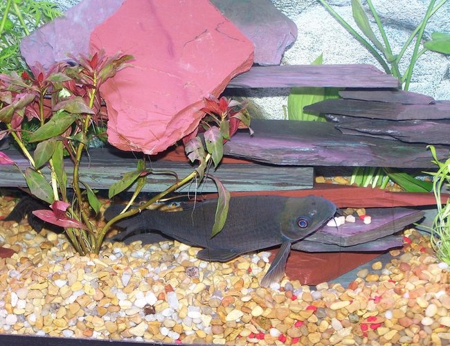 freshwater fish - labeo chrysophekadion - black shark stocking in 55 gallons tank - 8" Black Shark freshwater fish - labeo chrysophekadion - black shark stocking in 55 gallons tank - 8" Black Shark